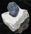 Beautiful Phacops Trilobite - Foum Zegui, Morocco #13542-1